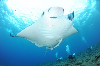 スマイルバング石垣島の最新写真