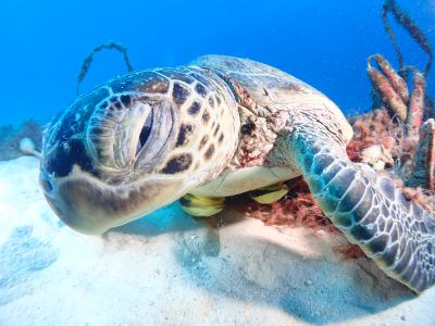 沖縄那覇 バグース Bagusの最新写真