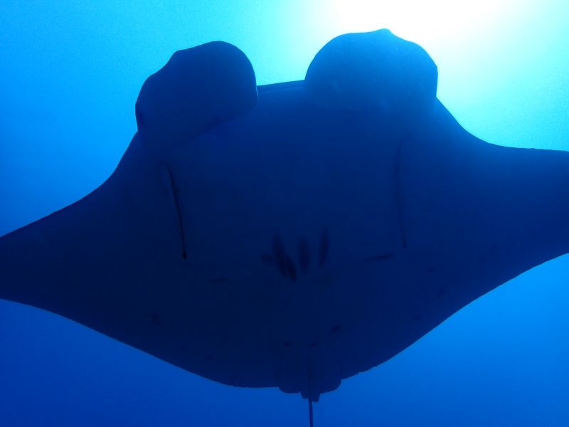 おきなわトロピコ TROPICOの最新写真