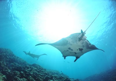 スマイルバング石垣島の最新写真