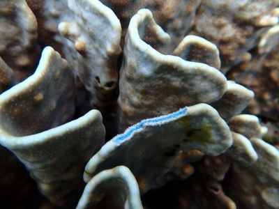 ヌヌ・アドベンチャー・クラブ石垣島の最新写真