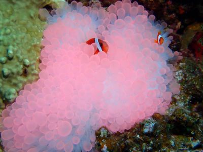 沖縄那覇 バグース Bagusの最新写真