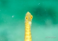 ダイビングショップＳＢの最新写真