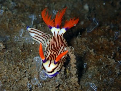 DDSデュークダイビングサービスの最新写真