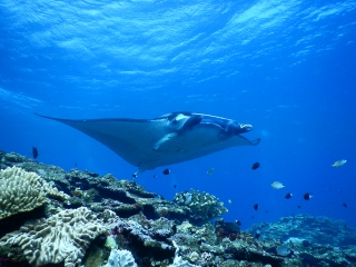 うるまダイビングクラブ