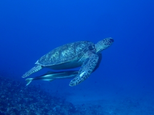 カラカラ先生のダイビングスクール 宮古島の最新写真