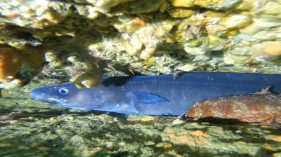 DUCK DIVEの最新写真