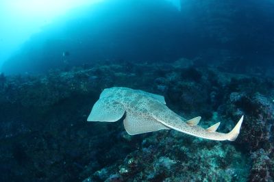 マイダイブ MyDiveの最新写真