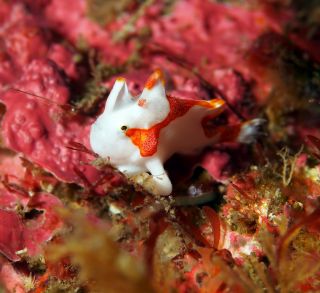 DDSデュークダイビングサービスの最新写真