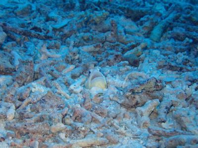 ディーズパルス沖縄の最新写真