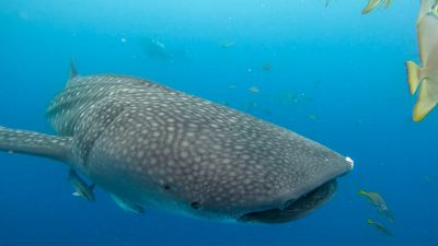 amusementworld＋の最新写真