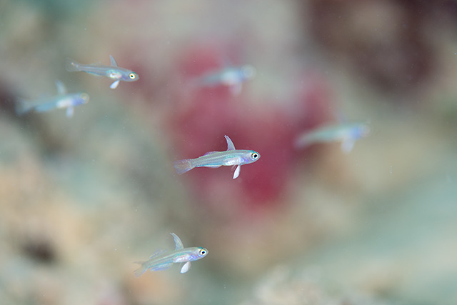石垣潜水堂の最新写真