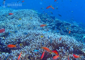 アクアベース AQUABASEの最新写真