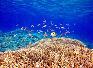 TAKU DIVE 石垣島の最新写真