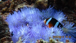 ＤＩＶＥ宮古島の最新写真