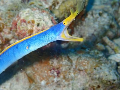 NOVA DIVE RESORT 石垣の最新写真