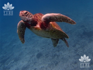 マリンサポートタイド・宮古の最新写真