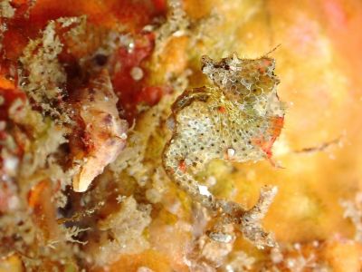 DDSデュークダイビングサービスの最新写真