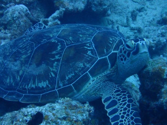 グローバルダイブ石垣島の最新写真