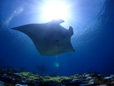 石垣島ダイビングショップａｔの最新写真