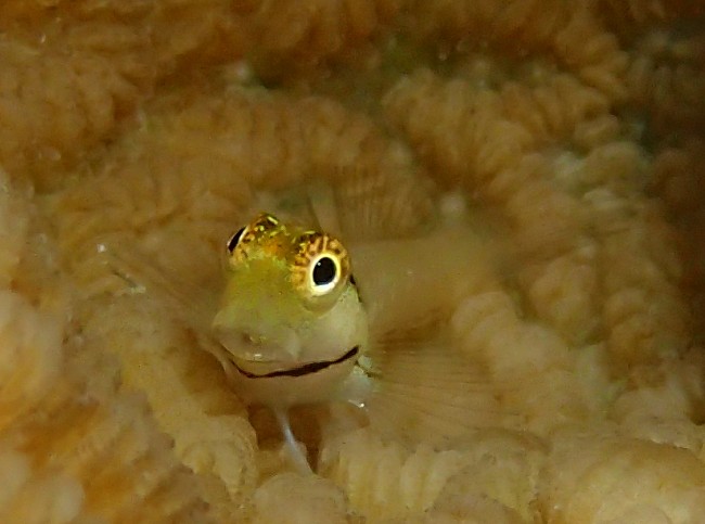 e's Divng イーズダイビング久米島の最新写真