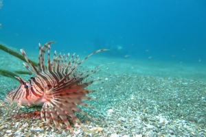 西伊豆ダイビングサービス UMIKOZOUの最新写真