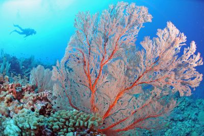 スマイルバング石垣島の最新写真