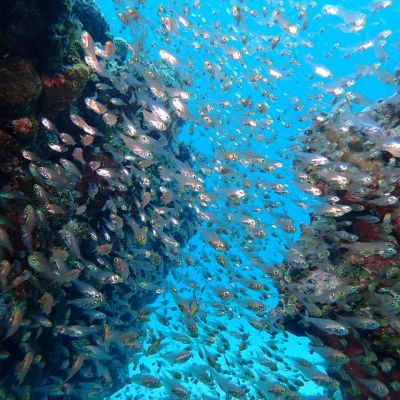 黒島ダイビングサービス ひでｓｕｎの最新写真