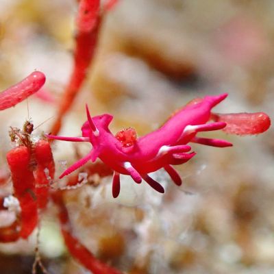 石垣島ダイビングショップａｔの最新写真