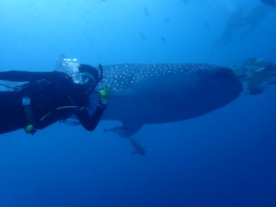 黒潮潜水の最新写真