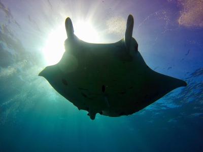 TAKU DIVE 石垣島