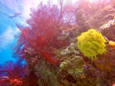TAKU DIVE 石垣島