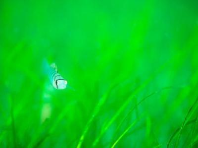 大分ダイビングサービス..の最新写真