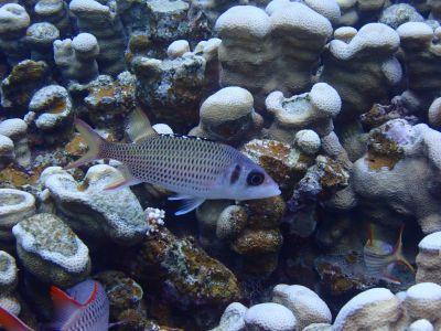 ヌヌ・アドベンチャー・..の最新写真