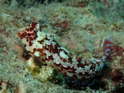 グローバルダイブ石垣島