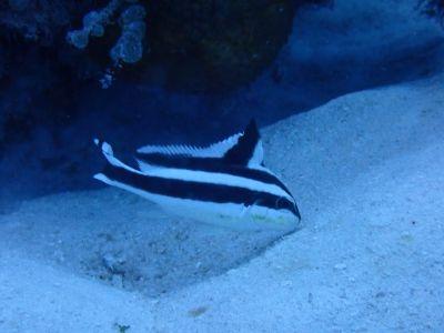 ヌヌ・アドベンチャー・..の最新写真