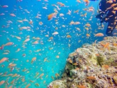 TAKU DIVE 石垣島
