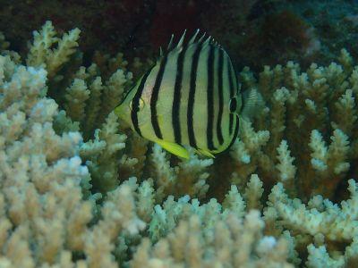 グローバルダイブ石垣島