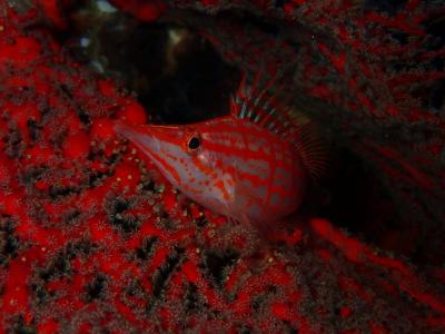 おきなわトロピコ TROPICOの最新写真