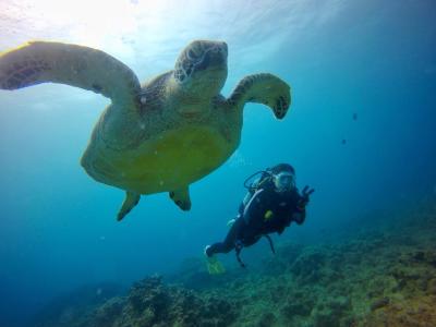 TAKU DIVE 石垣島