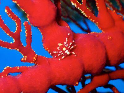 HANON Diving Service