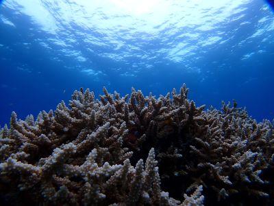 ヌヌ・アドベンチャー・..の最新写真