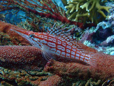 ヌヌ・アドベンチャー・..の最新写真