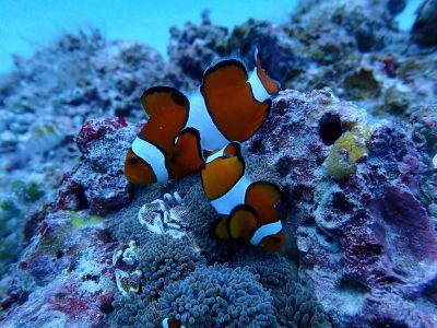 ヌヌ・アドベンチャー・..の最新写真