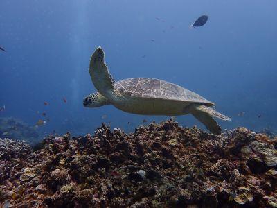 ヌヌ・アドベンチャー・..の最新写真