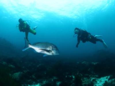 マイダイブ MyDive