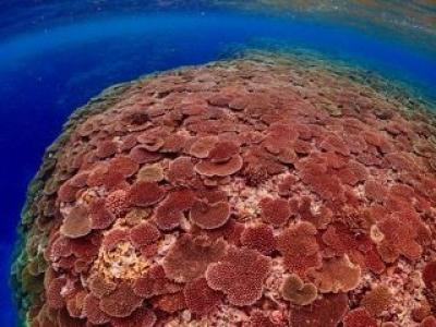 TAKU DIVE 石垣島