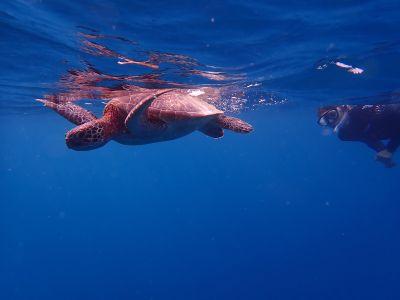 ヌヌ・アドベンチャー・..の最新写真