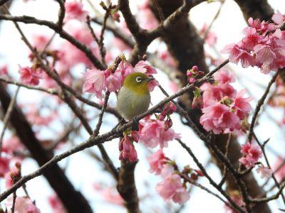 石垣島ダイビングショッ..