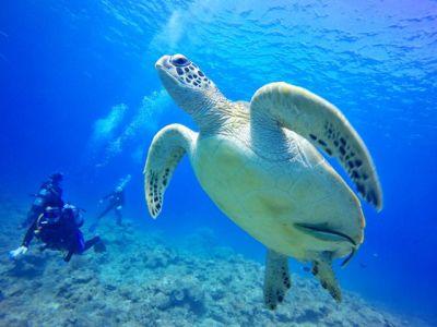 TAKU DIVE 石垣島